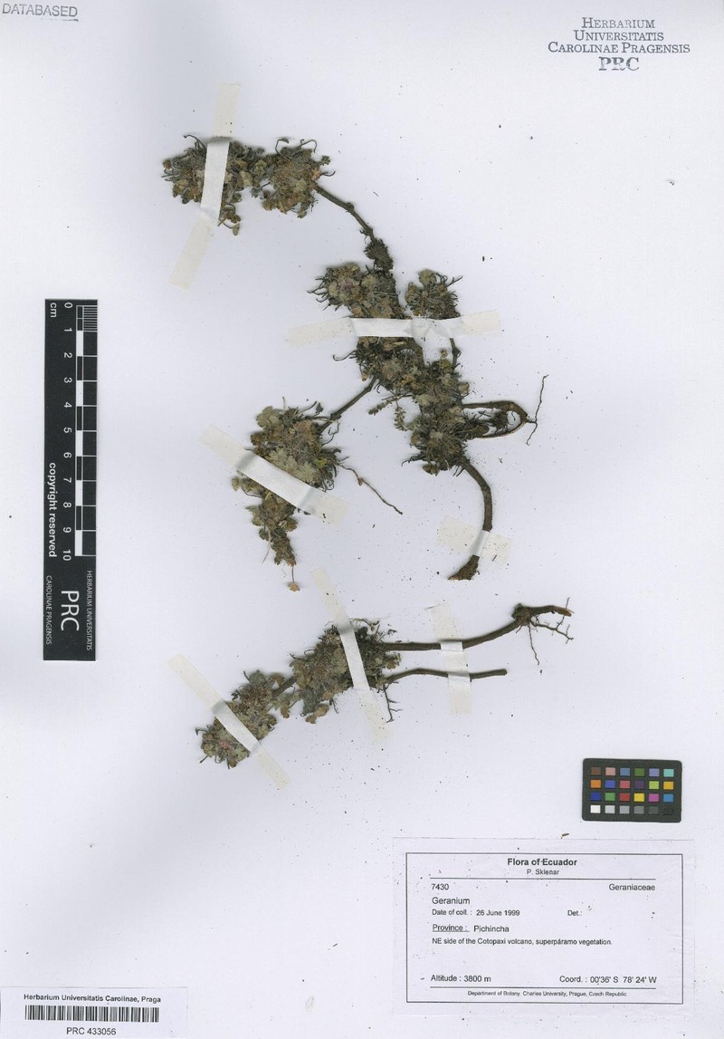 Geranium antisanae photo 2