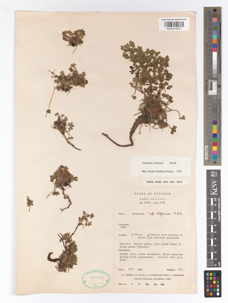 Geranium antisanae photo 3