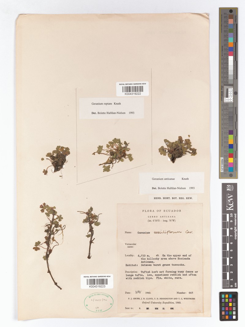Geranium antisanae photo 4