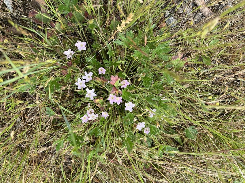 Geranium antrorsum