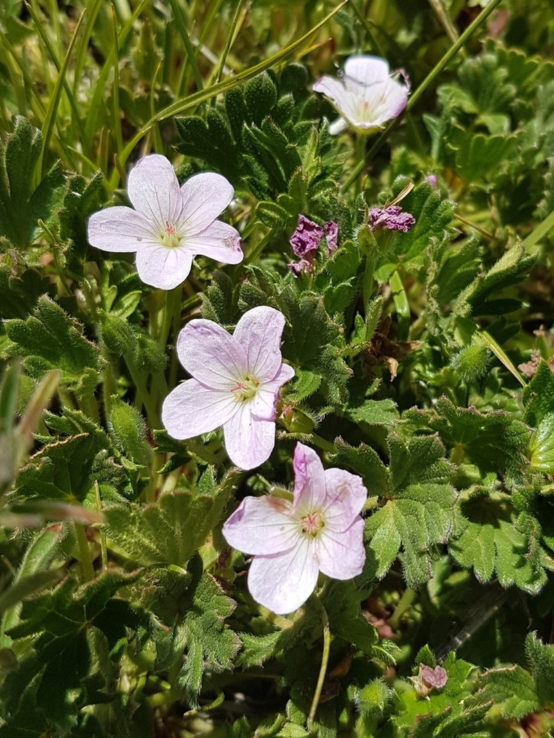 Geranium antrorsum photo 2