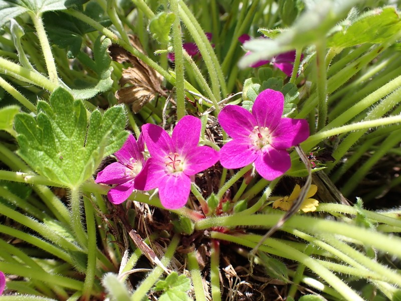 Geranium antrorsum photo 3