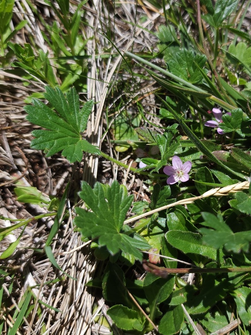 Geranium antrorsum photo 4