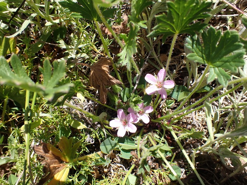 Geranium antrorsum photo 5