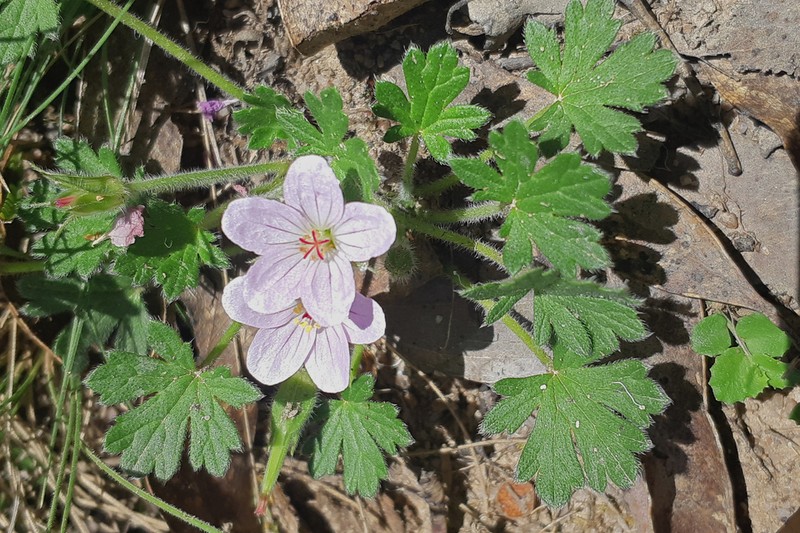 Geranium antrorsum photo 6