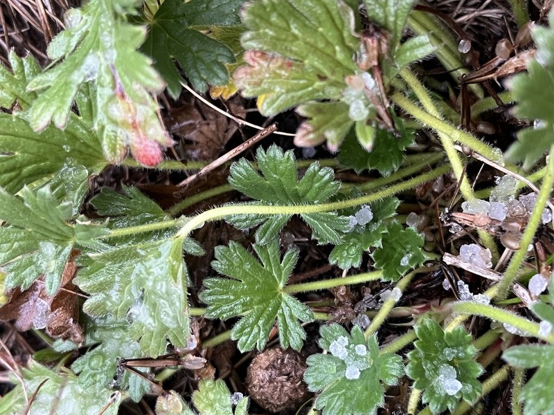 Geranium antrorsum photo 7