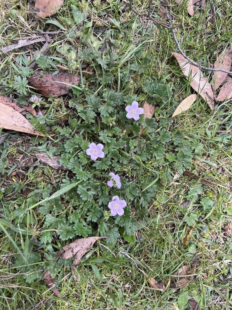 Geranium antrorsum photo 8