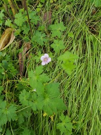Geranium arabicum