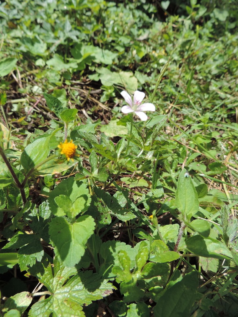 Geranium arabicum photo 2
