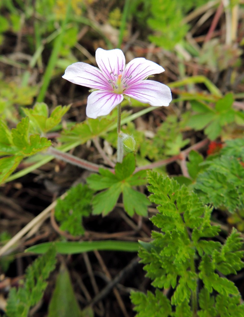Geranium arabicum photo 3