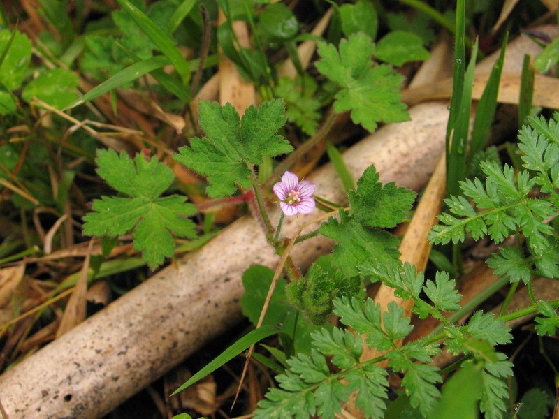 Geranium arabicum photo 4