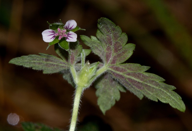 Geranium arabicum photo 5