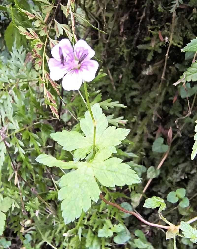 Geranium arabicum photo 6