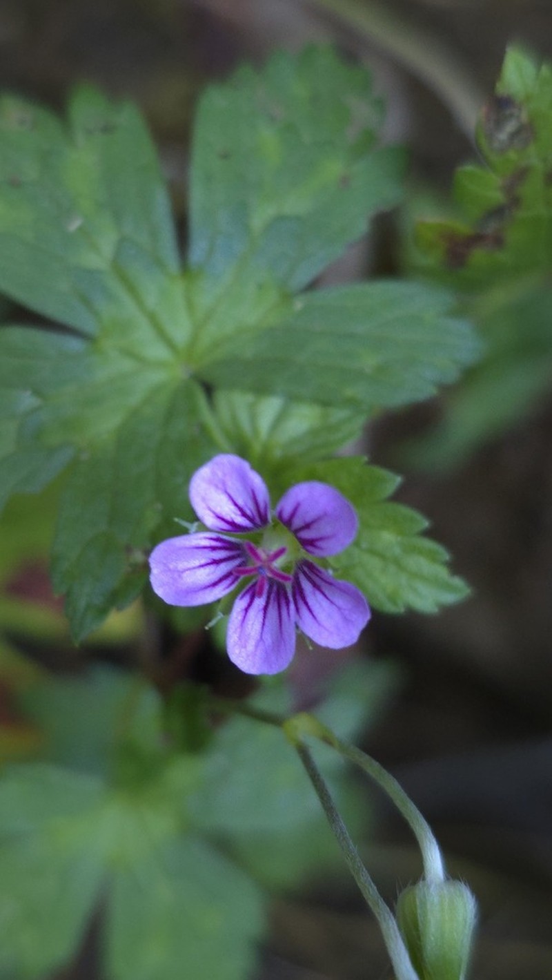Geranium arabicum photo 7