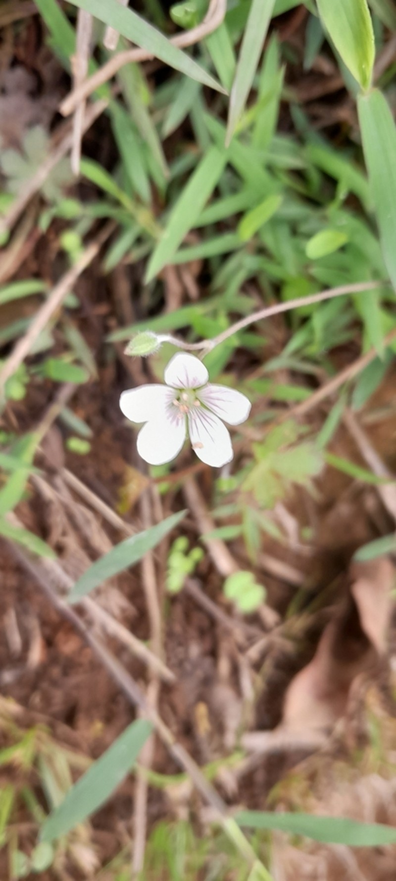 Geranium arabicum photo 8