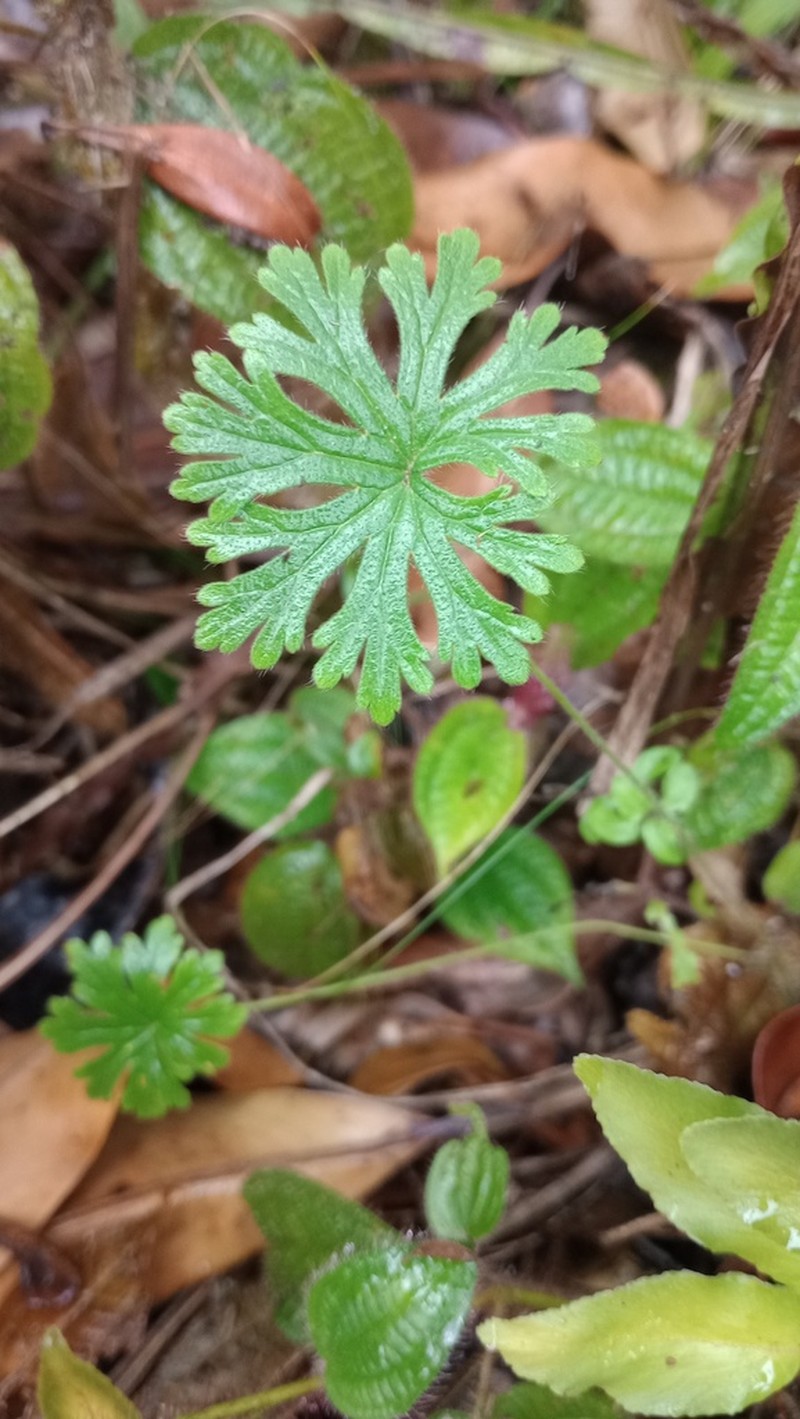 Geranium arachnoideum photo 2