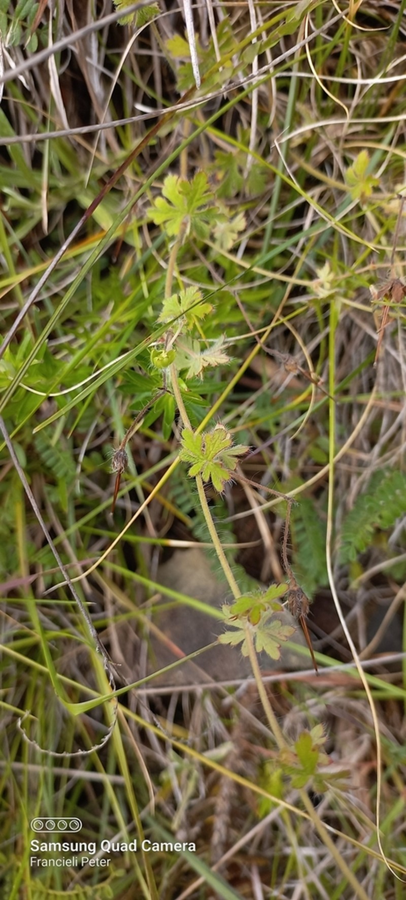 Geranium arachnoideum photo 3