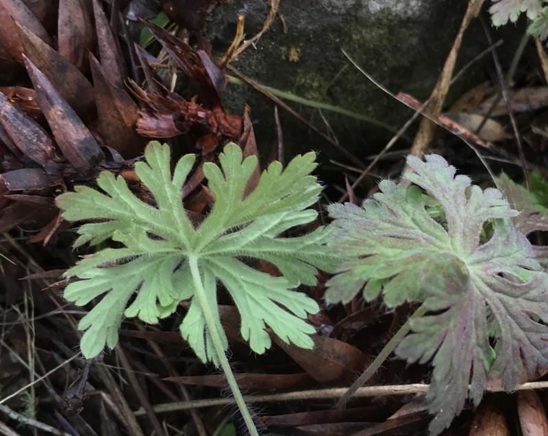 Geranium arachnoideum photo 4