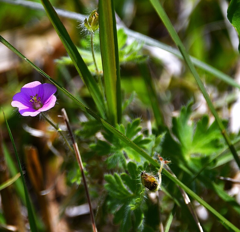 Geranium arachnoideum photo 5