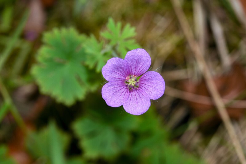 Geranium arachnoideum photo 6