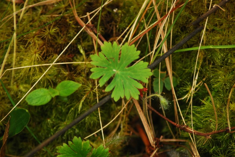 Geranium arachnoideum photo 7