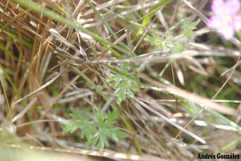 Geranium arachnoideum