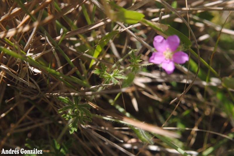 Geranium arachnoideum photo 8