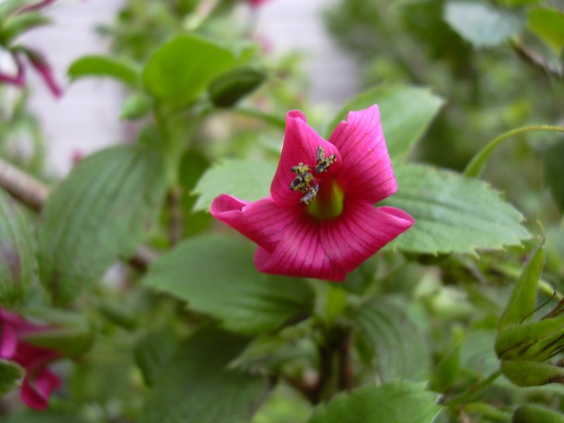 Hawai'I Red Cranesbill