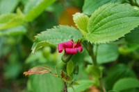 Hawai'I Red Cranesbill