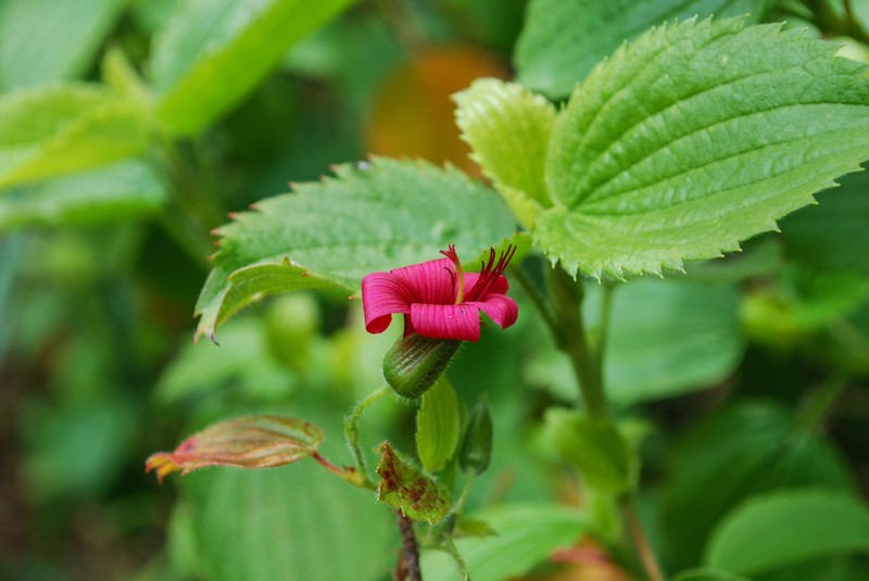 Hawai'I Red Cranesbill