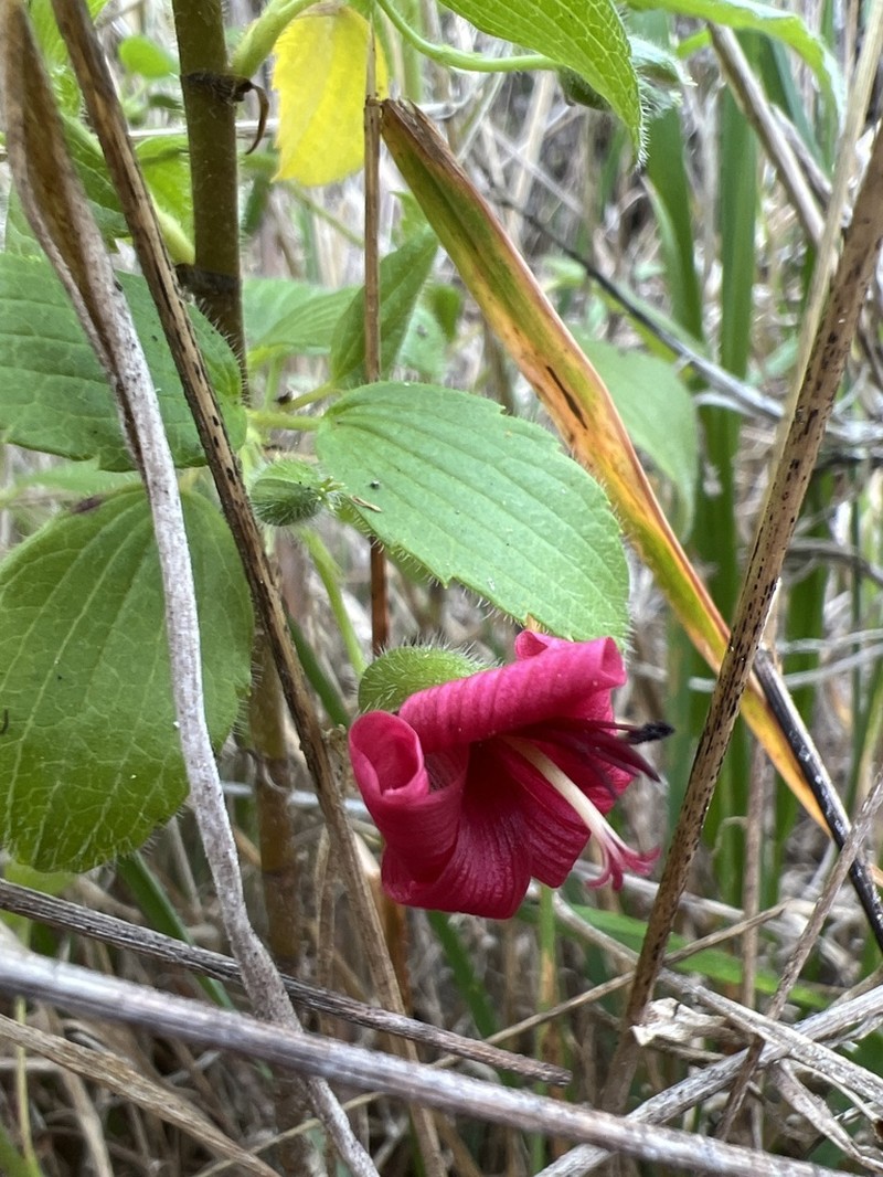 Hawai'I Red Cranesbill photo 2