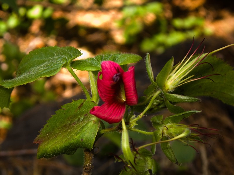 Hawai'I Red Cranesbill photo 3