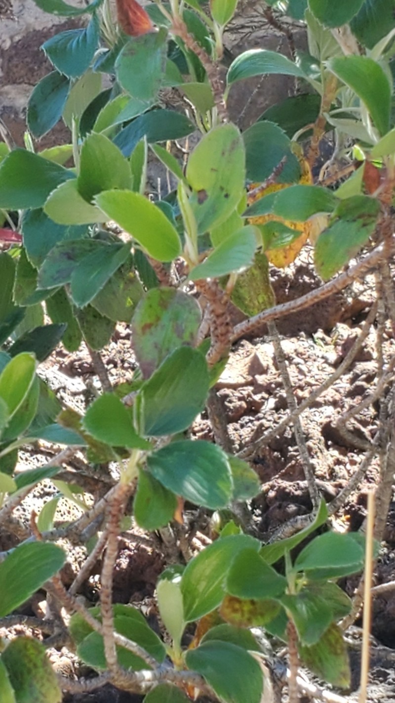 Hawai'I Red Cranesbill photo 4