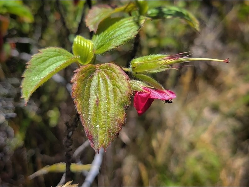 Hawai'I Red Cranesbill photo 6
