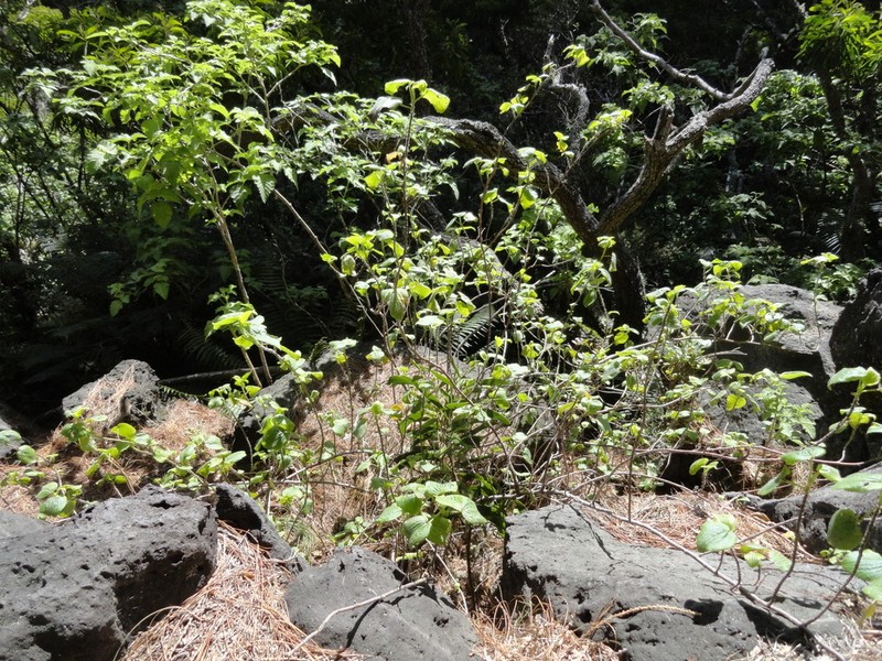 Hawai'I Red Cranesbill photo 7