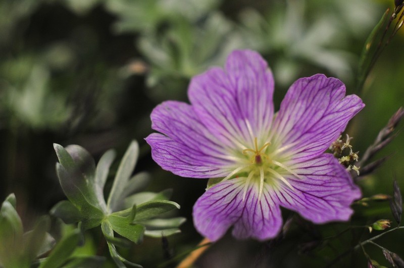 Geranium argenteum photo 2