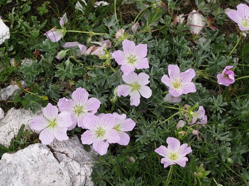 Geranium argenteum photo 3