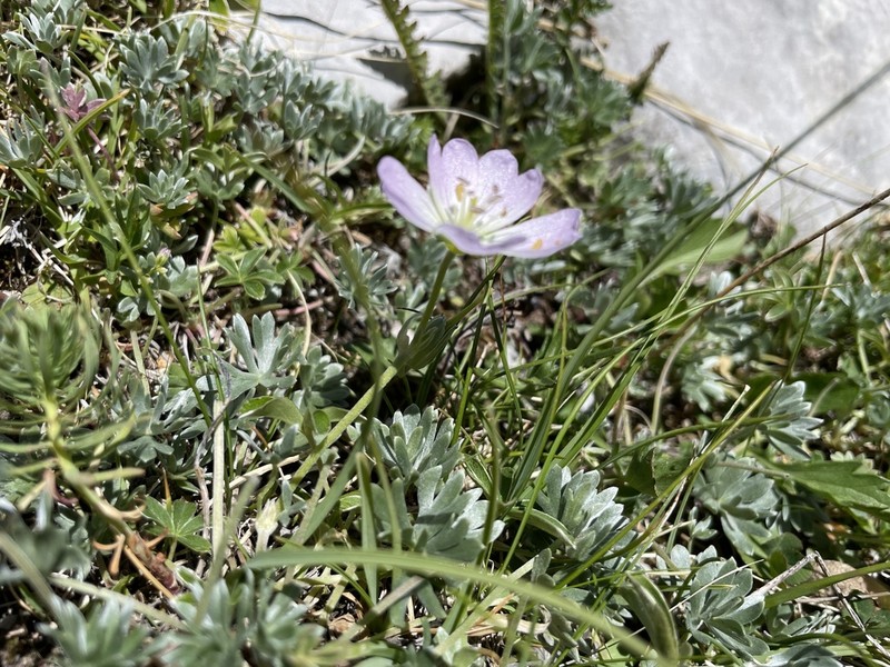 Geranium argenteum photo 4