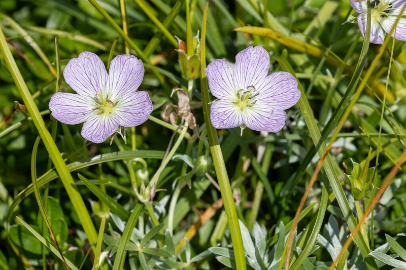 Geranium argenteum photo 5