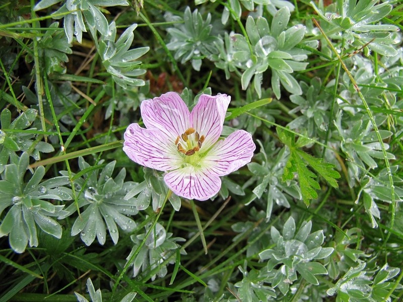 Geranium argenteum photo 6