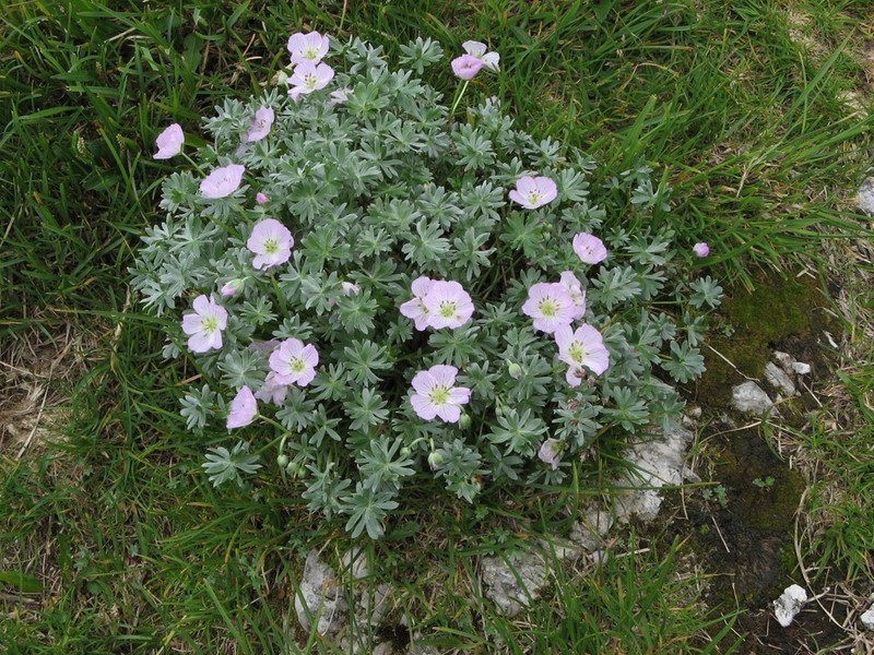 Geranium argenteum photo 7