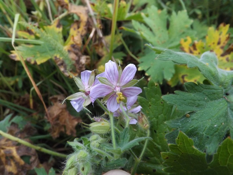 Geranium aristatum