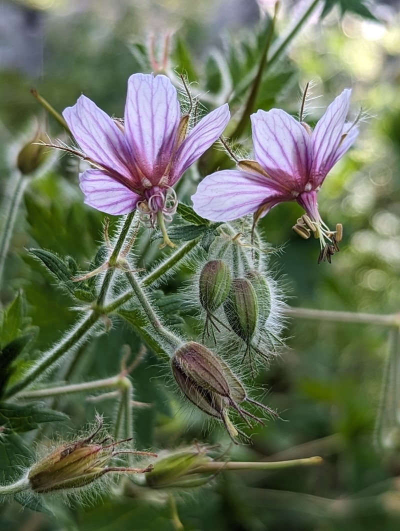 Geranium aristatum photo 2