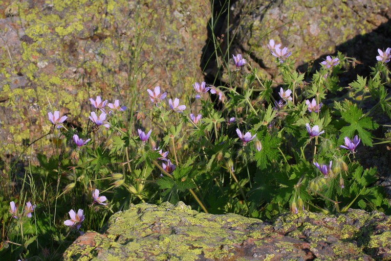 Geranium aristatum photo 3