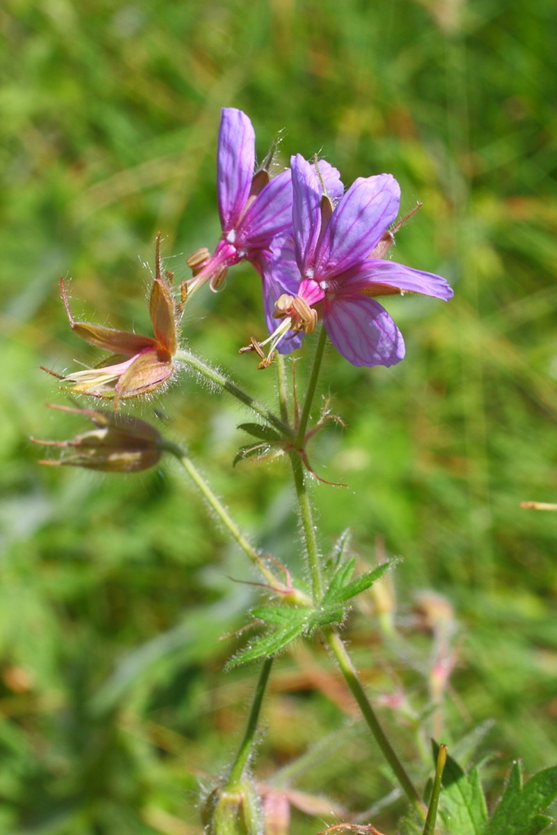 Geranium aristatum photo 4