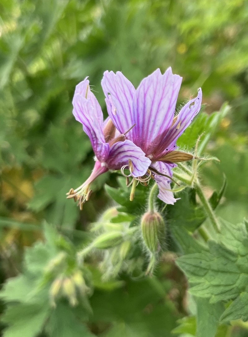Geranium aristatum photo 5
