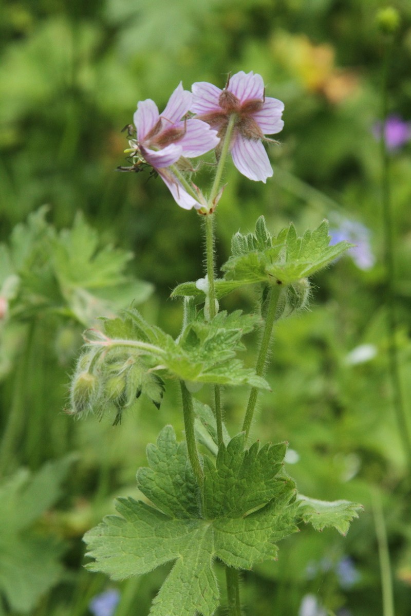 Geranium aristatum photo 6