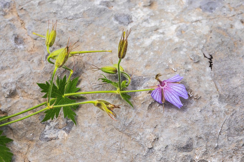 Geranium aristatum photo 7