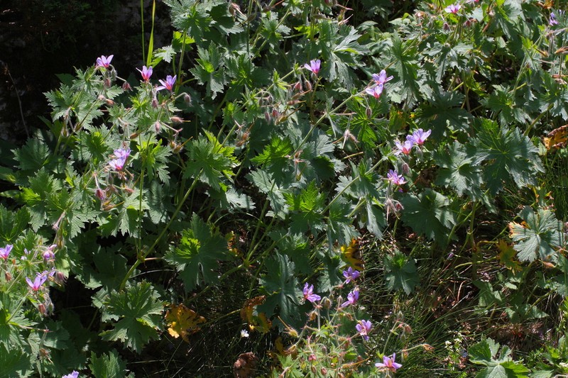 Geranium aristatum photo 8