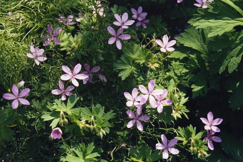 Geranium asphodeloides
